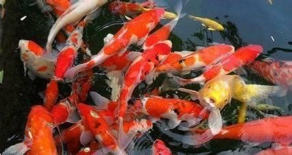 金魚養幾多條最好|金魚養幾隻最吉利？答案在此